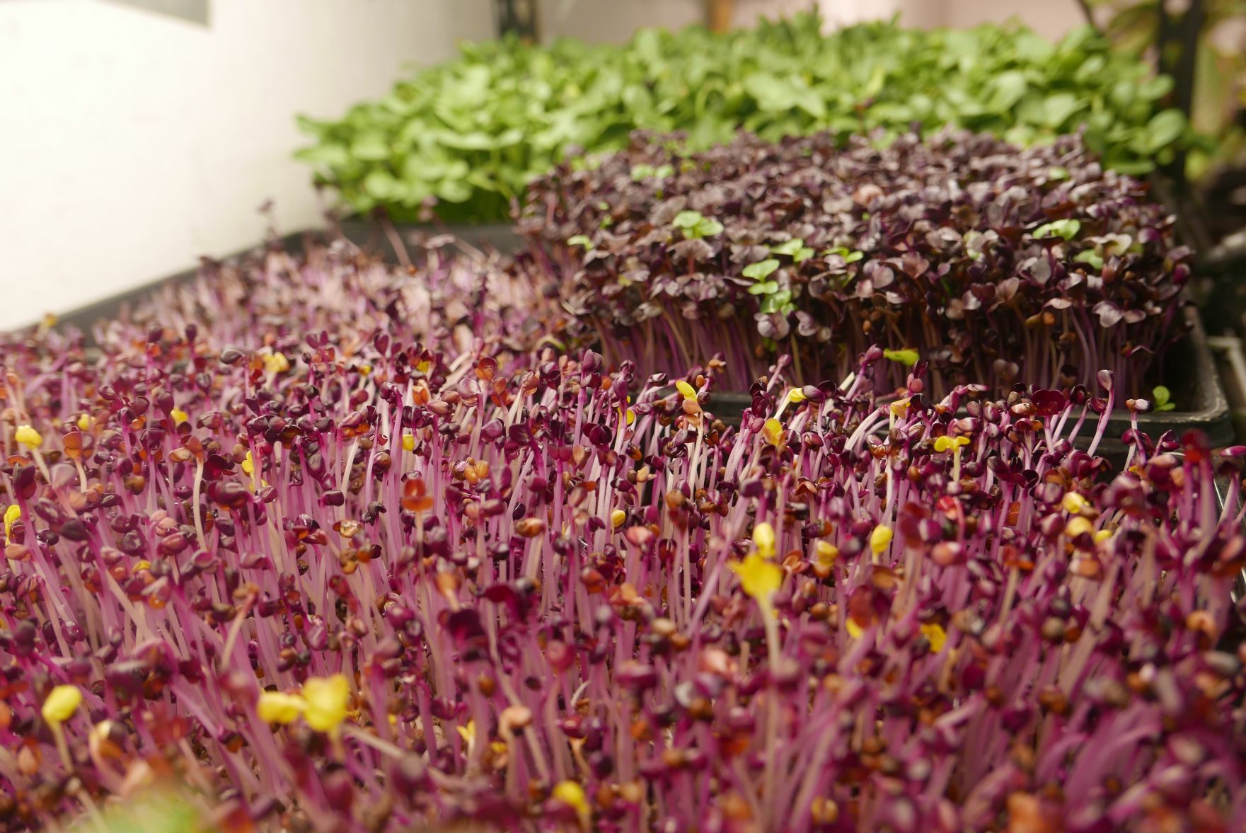 eternal bloom garnet amaranth purple radish sunflower.jpg